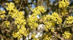 DEREŃ JADALNY Cornus mas - sadzonki w doniczkach