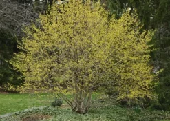 DEREŃ JADALNY Cornus mas - sadzonki w doniczkach