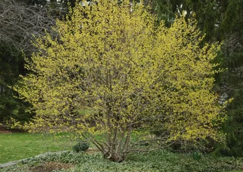 DEREŃ JADALNY Cornus mas - sadzonki w doniczkach