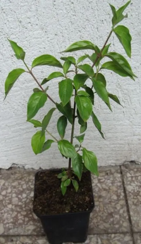 DEREŃ JADALNY Cornus mas - sadzonki w doniczkach