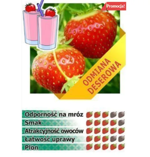 DUŻA TRUSKAWKA odmiana ELSANTA, 10 szt. sadzonek ukorzenionych