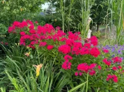 Floks wiechowaty 'Cherry Red' Czerwony (Phlox paniculata) Płomyk Niski