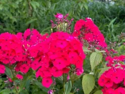 Floks wiechowaty 'Cherry Red' Czerwony (Phlox paniculata) Płomyk Niski