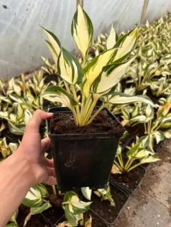 Funkia Hosta 'Fire and Ice' Biało Zielone Liście Doniczka 2.0L
