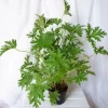 GERANIUM ANGINKA ROŚLINA LECZNICZA gęsta XL don.Ø13cm
