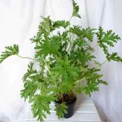 GERANIUM ANGINKA ROŚLINA LECZNICZA gęsta XL don.Ø13cm
