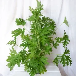 GERANIUM ANGINKA ROŚLINA LECZNICZA gęsta XL don.Ø13cm