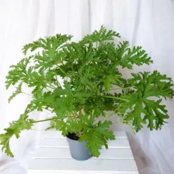 GERANIUM ANGINKA ROŚLINA LECZNICZA gęsta XL don.Ø13cm