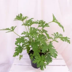 GERANIUM ANGINKA ROŚLINA LECZNICZA gęsta XL don.Ø13cm