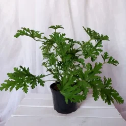 GERANIUM ANGINKA ROŚLINA LECZNICZA gęsta XL don.Ø13cm