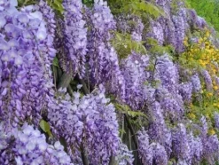 Glicynia chińska WISTERIA Fioletowe grona kwiatów Sadzonki w doniczkach P9
