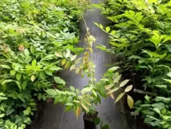 Glicynia chińska WISTERIA Fioletowe grona kwiatów Sadzonki w doniczkach P9