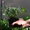 Głowienka Gruss aus Isernhagen - Prunella hybrida