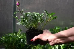 Głowienka Gruss aus Isernhagen - Prunella hybrida