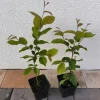 Grab pospolity Zielony żywopłot Carpinus betulus Sadzonki w doniczkach P9