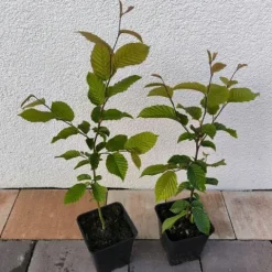 Grab pospolity Zielony żywopłot Carpinus betulus Sadzonki w doniczkach P9