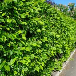 Grab pospolity Zielony żywopłot Carpinus betulus Sadzonki w doniczkach P9