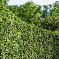 Grab pospolity Zielony żywopłot Carpinus betulus Sadzonki w doniczkach P9