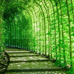 Grab pospolity Zielony żywopłot Carpinus betulus Sadzonki w doniczkach P9