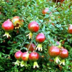 GRANATOWIEC WŁASCIWY KARŁOWY sadzonki w doniczkach