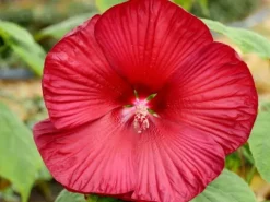 Hibiskus bylinowy 'Fireball' Ketmia Czerwony (Hibiscus moscheutos) 2.0L