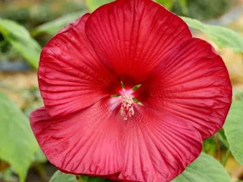 Hibiskus bylinowy 'Fireball' Ketmia Czerwony (Hibiscus moscheutos) 2.0L