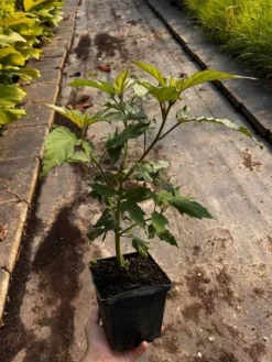 Hibiskus bylinowy 'Fireball' Ketmia Czerwony (Hibiscus moscheutos) 2.0L