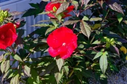 Hibiskus bylinowy 'Fireball' Ketmia Czerwony (Hibiscus moscheutos) 2.0L
