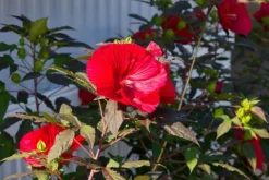 Hibiskus bylinowy 'Fireball' Ketmia Czerwony (Hibiscus moscheutos) 2.0L