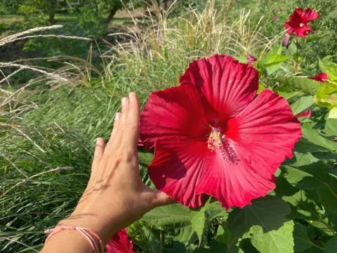 Hibiskus bylinowy 'Fireball' Ketmia Czerwony (Hibiscus moscheutos) 2.0L