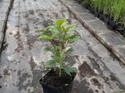 Hibiskus bylinowy 'Fireball' Ketmia Czerwony (Hibiscus moscheutos) 2.0L