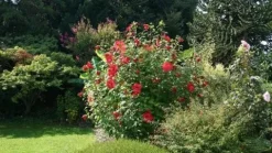 Hibiskus bylinowy 'Fireball' Ketmia Czerwony (Hibiscus moscheutos) 2.0L