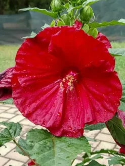 Hibiskus bylinowy 'Fireball' Ketmia Czerwony (Hibiscus moscheutos) 2.0L