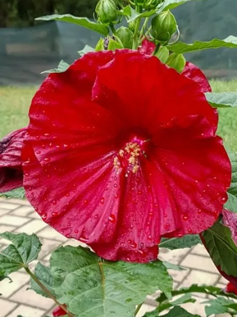 Hibiskus bylinowy 'Fireball' Ketmia Czerwony (Hibiscus moscheutos) 2.0L