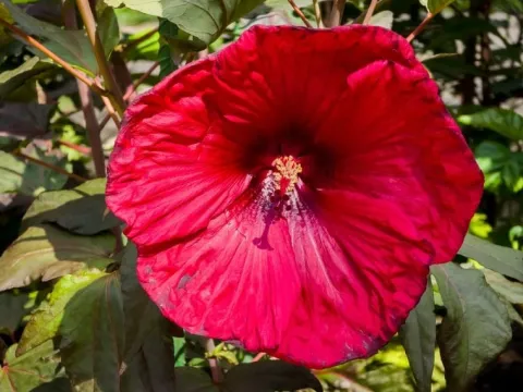 Hibiskus bylinowy 'Fireball' Ketmia Czerwony (Hibiscus moscheutos) 2.0L