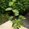 Hortensja Bukietowa DIAMANTINO 20-40cm Puszyste Kwiatostany
