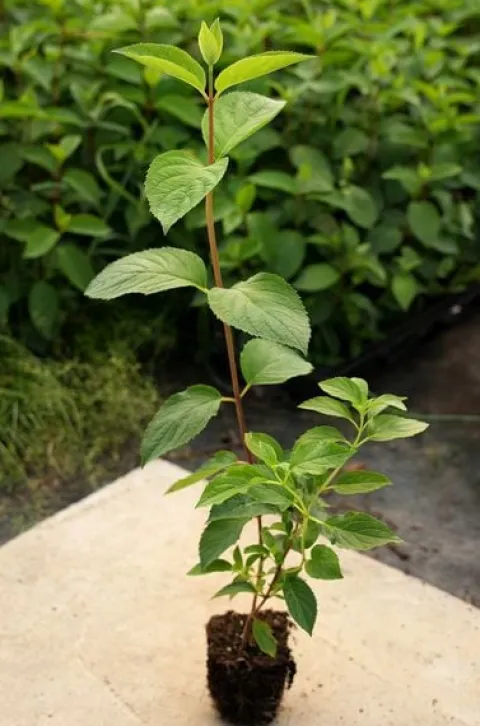 Hortensja Bukietowa DIAMANTINO 20-40cm Puszyste Kwiatostany