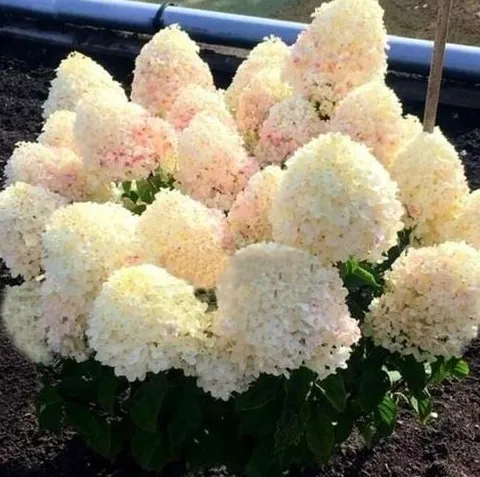 Hortensja Bukietowa DIAMANTINO 20-40cm Puszyste Kwiatostany