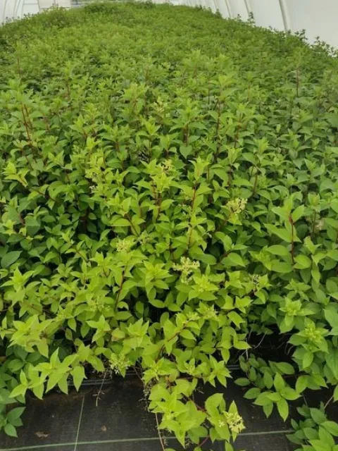 Hortensja Bukietowa DIAMANTINO 20-40cm Puszyste Kwiatostany