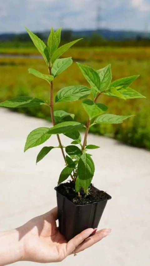 Hortensja Bukietowa Karłowa Petite Flori 10-30cm Malinowo-Różowy Kwiat