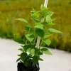Hortensja Bukietowa Karłowa Petite Cherry 10-30cm Wiśniowa Czerwień