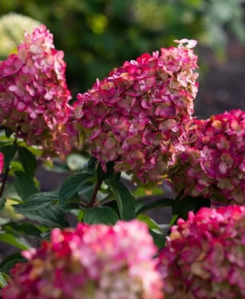 Hortensja Bukietowa Karłowa Petite Cherry 10-30cm Wiśniowa Czerwień