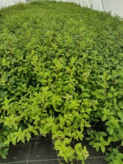 Hortensja Bukietowa MAGICAL FLAME 20-40cm Ognista Czerwień