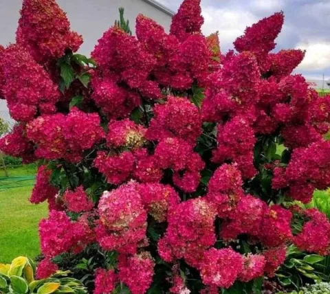 Hortensja Bukietowa MAGICAL FLAME 20-40cm Ognista Czerwień