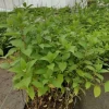 Hortensja Bukietowa MELBA FRAISE 20-40cm Najbardziej Czerwona
