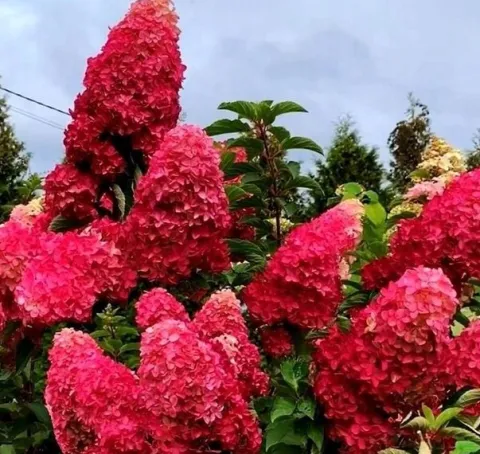 Hortensja Bukietowa MELBA FRAISE 20-40cm Najbardziej Czerwona