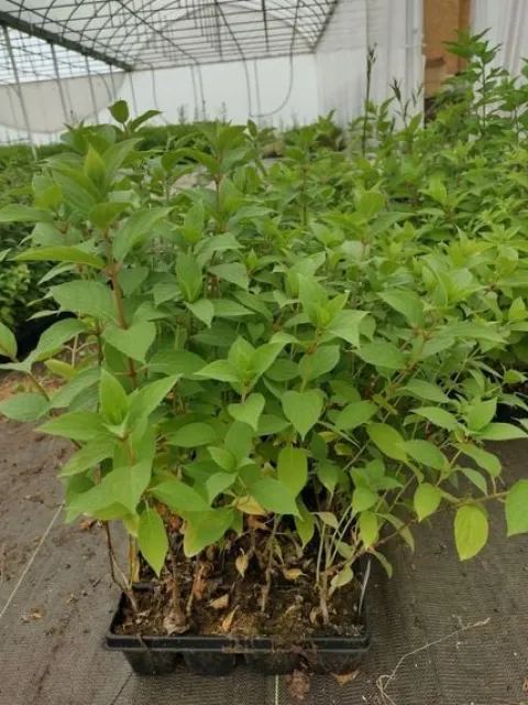 Hortensja Bukietowa MELBA FRAISE 10-20cm Najbardziej Czerwona