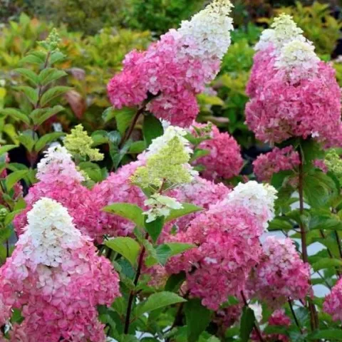 Hortensja Bukietowa MELBA FRAISE 10-20cm Najbardziej Czerwona