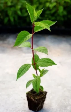 Hortensja Bukietowa MELBA FRAISE 10-20cm Najbardziej Czerwona