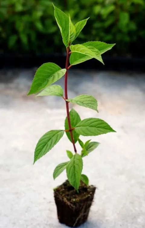 Hortensja Bukietowa MELBA FRAISE 10-20cm Najbardziej Czerwona